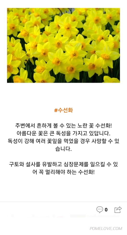 NSC20190410_142239.jpg : 반려견 봄산책시 위험이될수 있는 꽃