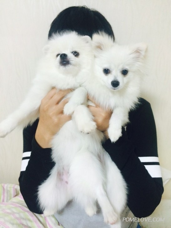 KakaoTalk_20151106_161200447.jpg : 둘째 입양했어요