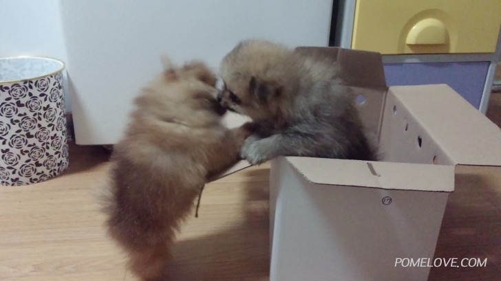 20150807_213249.jpg : 똘이 친구생겻어요^^