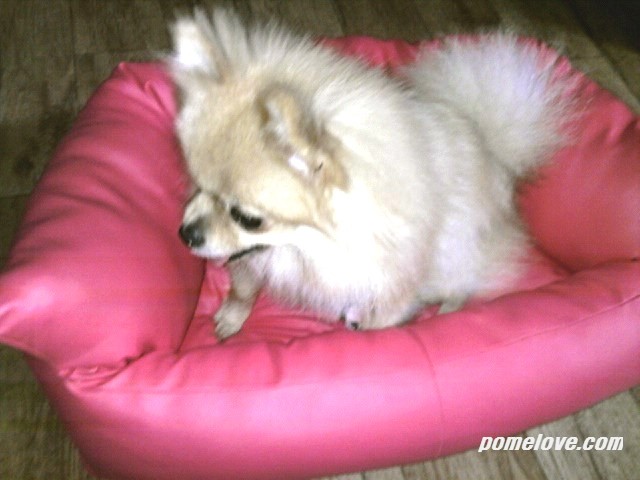 포메라니안 사진 : 밍키가 제일 좋아하는 핑크색 침대♥
