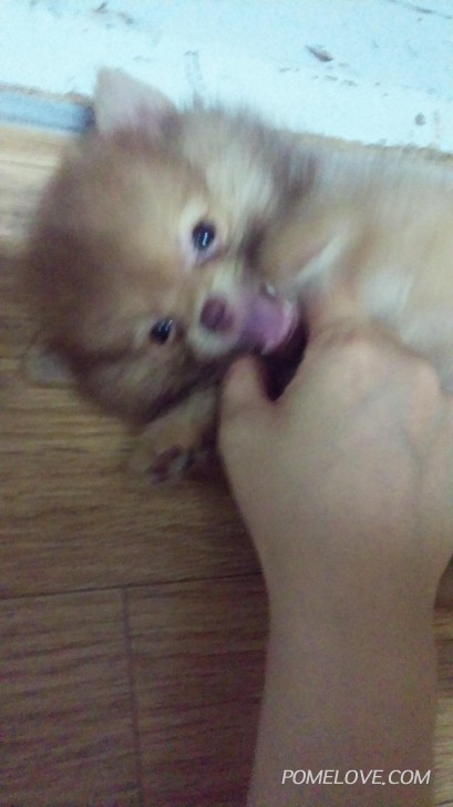 20150808_011047.jpg : 오늘 똘이 기분조아