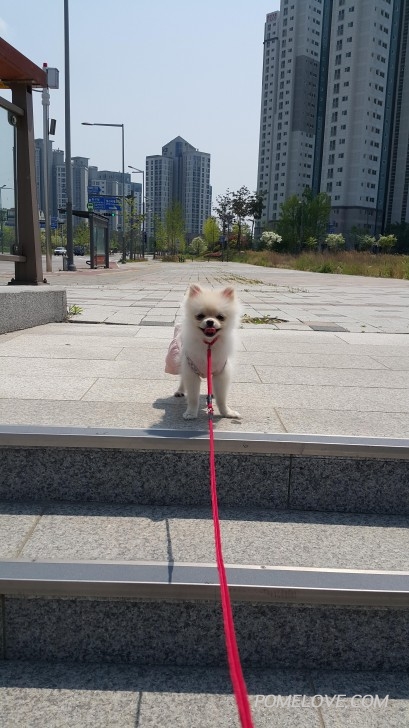 20150509_132548.jpg : 계단이 무서운 동동이에요~~~