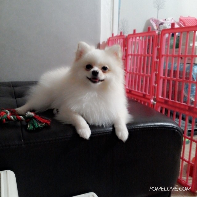 C360_2014-09-24-18-38-51-462.jpg : 포메라니안은 역시 털빨인가봐요^^