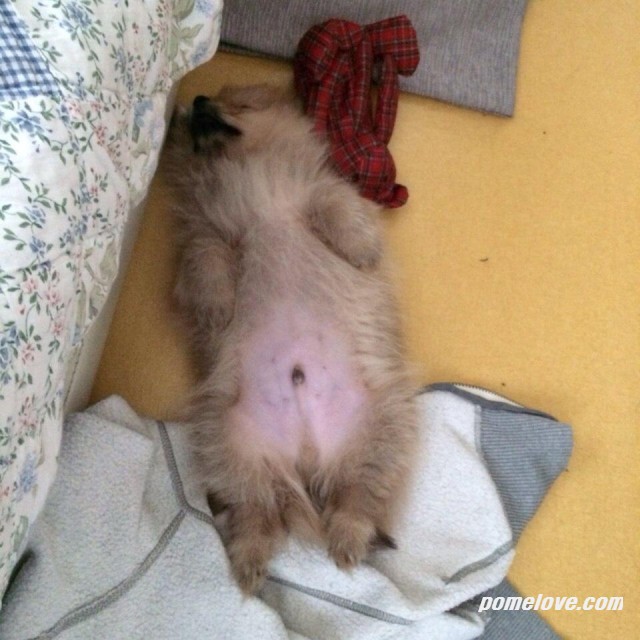 image.jpg : 코코의 낮잠..ㅋ