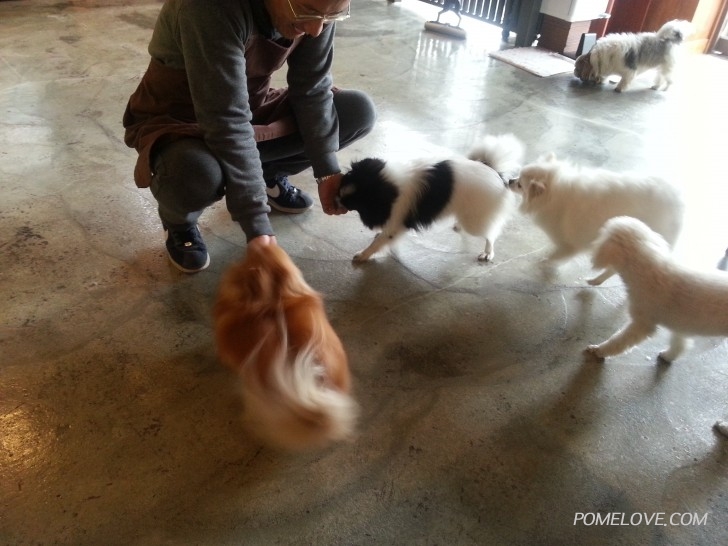 20150315_122249.jpg : 공주,꽃님이 오랜만에...랑이수제사료 당첨ㅎㅎ