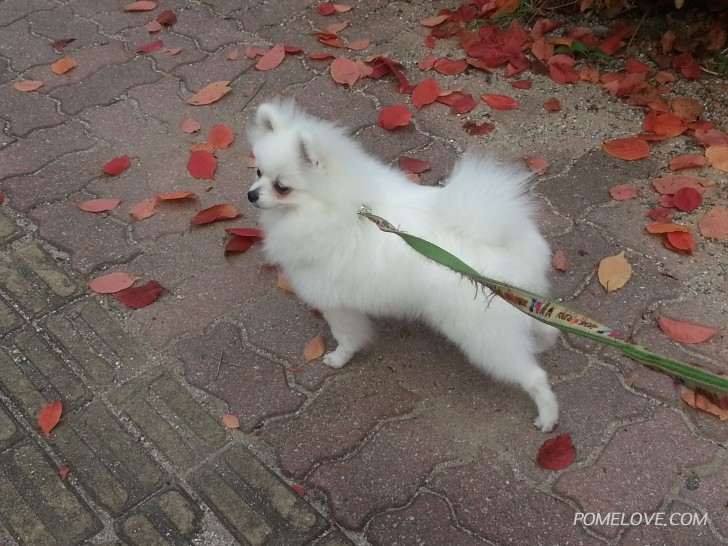 20151022_103344.jpg : 흰돌이는 가을이 안갔으면 좋겠다네요.