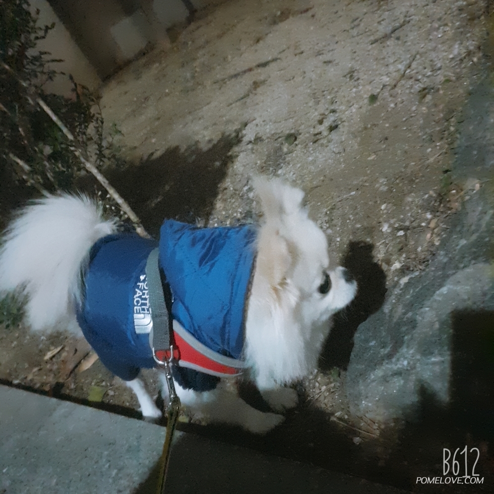 B612_20191119_191358_719.jpg : 밤 산책 하고 왔오용~