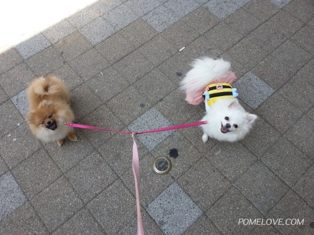 20140510_112400.jpg : 포메라니안 공주,꽃님 사진투척 하고 가요~^^