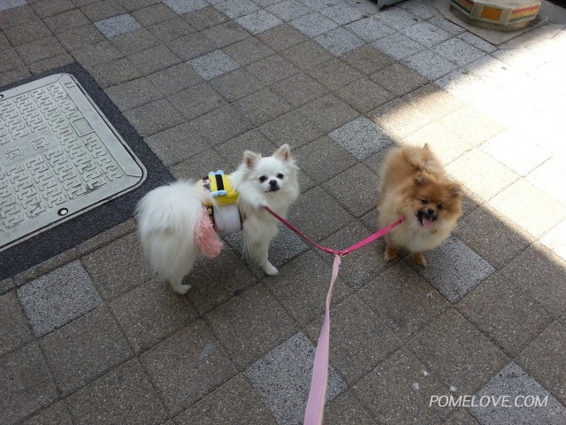 20140510_112342.jpg : 포메라니안 공주,꽃님 사진투척 하고 가요~^^