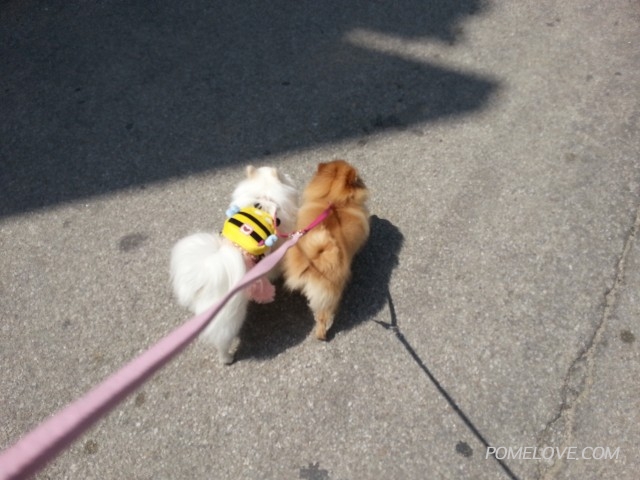 20140510_111601.jpg : 포메라니안 공주,꽃님 사진투척 하고 가요~^^