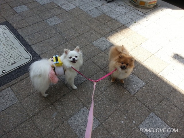 20140510_112344.jpg : 포메라니안 공주,꽃님 사진투척 하고 가요~^^