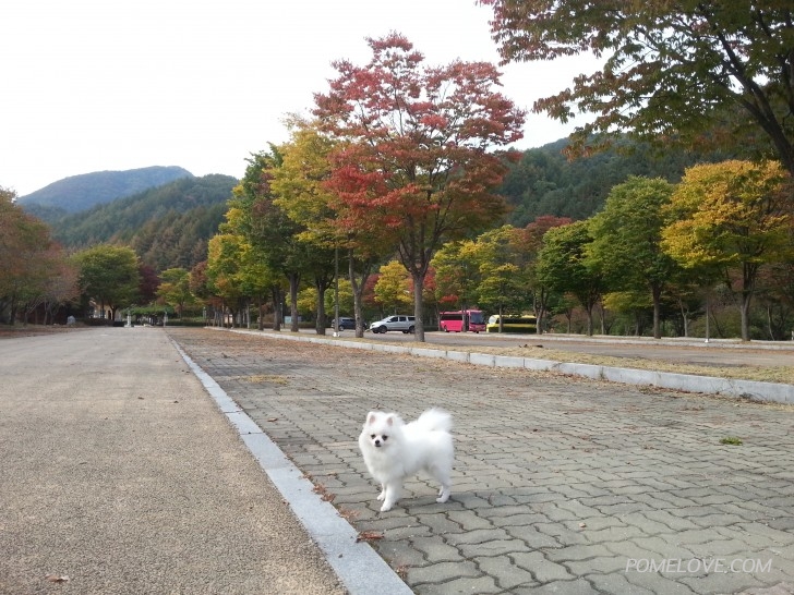 20151007_145324.jpg : 산책하고 왔습니다.