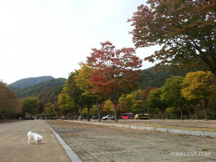 20151007_145348.jpg : 산책하고 왔습니다.