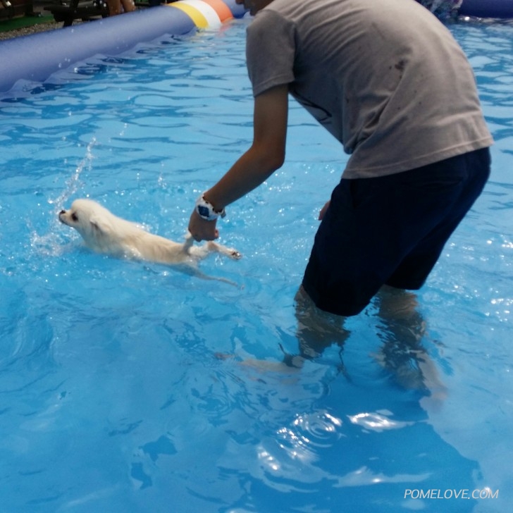 20150811_144027-1.jpg : 도그맥스