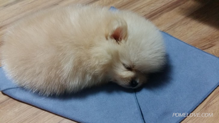 20150906_190410.jpg : 자몽이는 꿀잠둥이:)