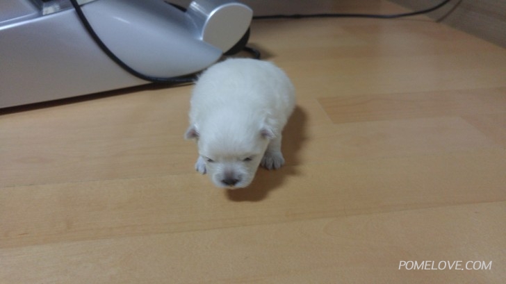 20150706_205720.jpg : 꼬물이 한녀석이 눈을 떴습니다