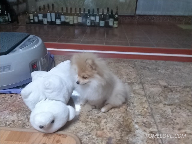 CAM00200.jpg : 백곰이 친구랑