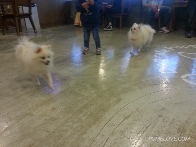 20141109_144012.jpg : 포메라니안-아지 & 아톰의 일상