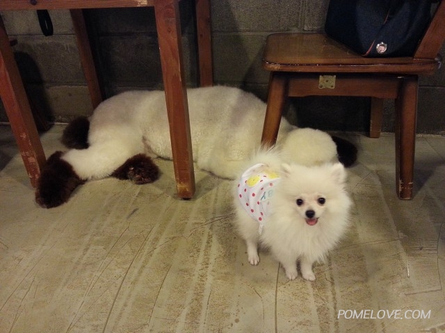 20141109_140927.jpg : 포메라니안-아지 & 아톰의 일상