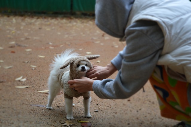 1415842963517.jpeg : 포메라니안 앙꼬 가을 산책