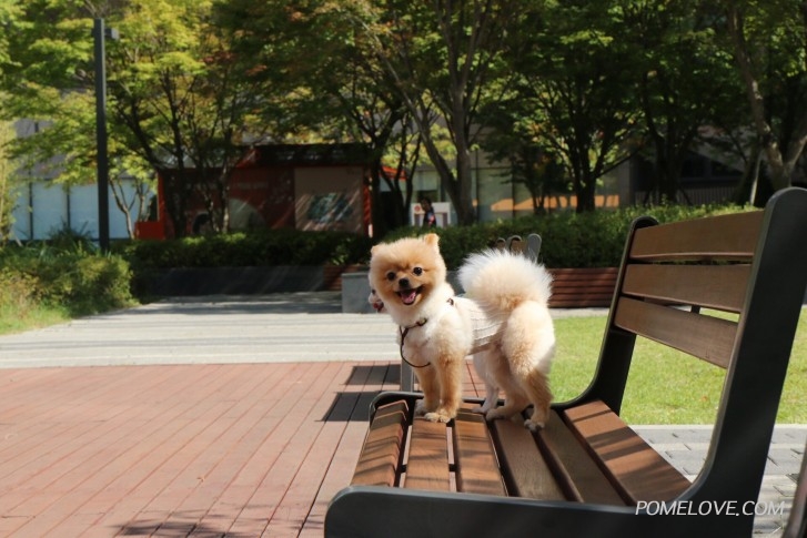 image.jpg : 레오 설탕이와 산책❤️