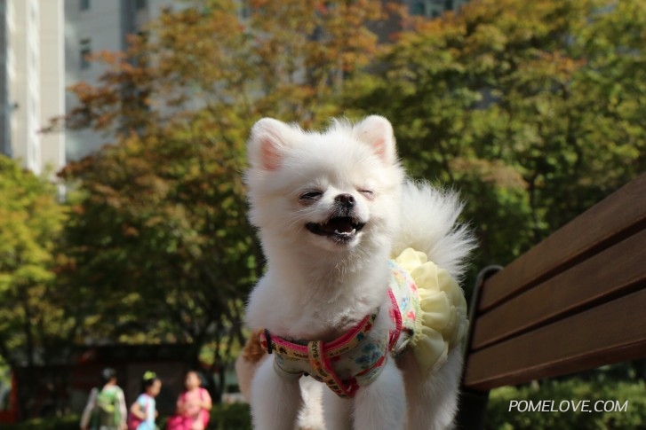 image.jpg : 레오 설탕이와 산책❤️